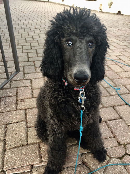Downward Dog and Playful Puppy: Many Paths to Center